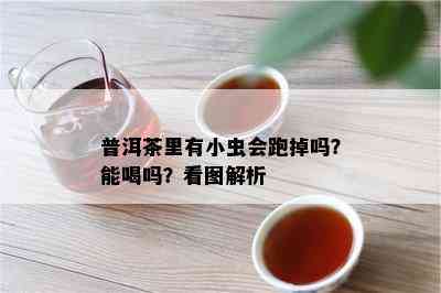 普洱茶里有小虫会跑掉吗？能喝吗？看图解析