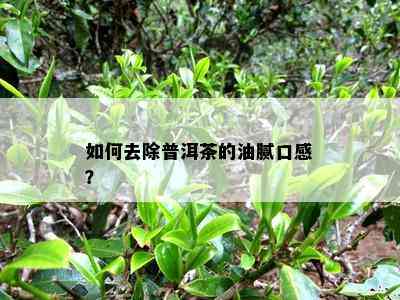 怎样去除普洱茶的油腻口感？