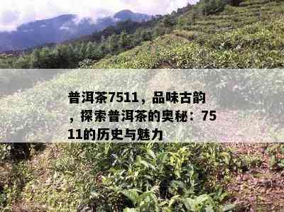 普洱茶7511，品味古韵，探索普洱茶的奥秘：7511的历史与魅力