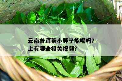 云南普洱茶小胖子能喝吗？上有哪些相关视频？