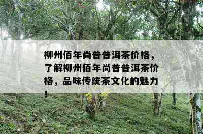 柳州佰年尚普普洱茶价格，熟悉柳州佰年尚普普洱茶价格，品味传统茶文化的魅力！