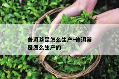 普洱茶是怎么生产-普洱茶是怎么生产的