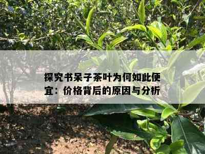 探究书呆子茶叶为何如此便宜：价格背后的起因与分析