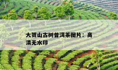 大贺山古树普洱茶图片：高清无水印