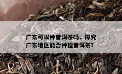 广东可以种普洱茶吗，探究广东地区能否种植普洱茶？