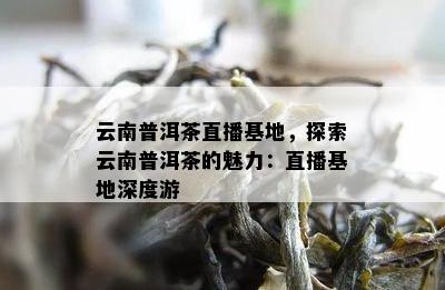 云南普洱茶直播基地，探索云南普洱茶的魅力：直播基地深度游