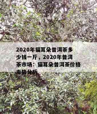 2020年猫耳朵普洱茶多少钱一斤，2020年普洱茶市场：猫耳朵普洱茶价格走势分析