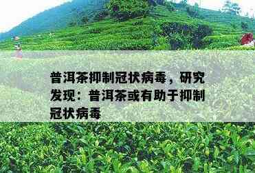 普洱茶抑制冠状病，研究发现：普洱茶或有助于抑制冠状病