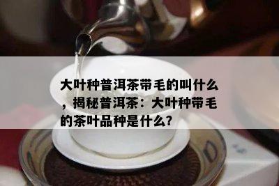 大叶种普洱茶带毛的叫什么，揭秘普洱茶：大叶种带毛的茶叶品种是什么？