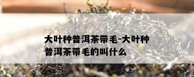 大叶种普洱茶带毛-大叶种普洱茶带毛的叫什么