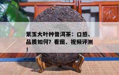 紫玉大叶种普洱茶：口感、品质怎样？看图、视频评测！