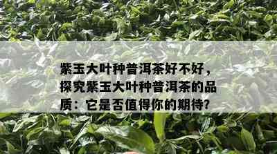 紫玉大叶种普洱茶好不好，探究紫玉大叶种普洱茶的品质：它是不是值得你的期待？