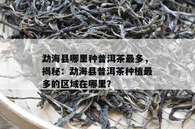 勐海县哪里种普洱茶最多，揭秘：勐海县普洱茶种植最多的区域在哪里？