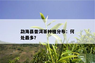 勐海县普洱茶种植分布：何处最多？