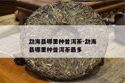 勐海县哪里种普洱茶-勐海县哪里种普洱茶最多