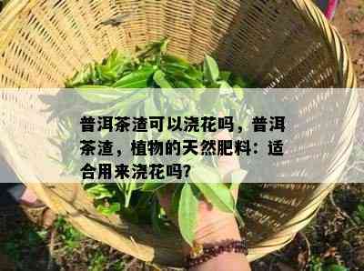 普洱茶渣可以浇花吗，普洱茶渣，植物的天然肥料：适合用来浇花吗？