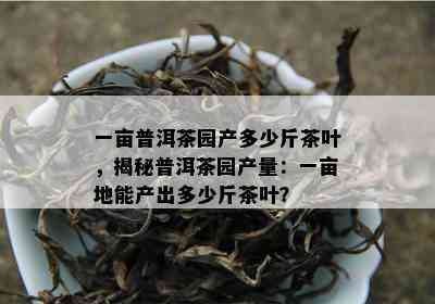 一亩普洱茶园产多少斤茶叶，揭秘普洱茶园产量：一亩地能产出多少斤茶叶？