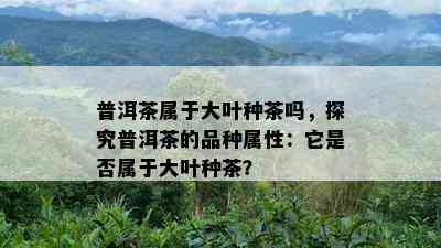 普洱茶属于大叶种茶吗，探究普洱茶的品种属性：它是否属于大叶种茶？