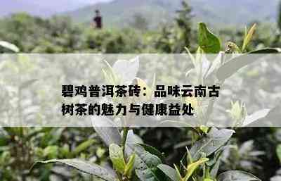 碧鸡普洱茶砖：品味云南古树茶的魅力与健康益处