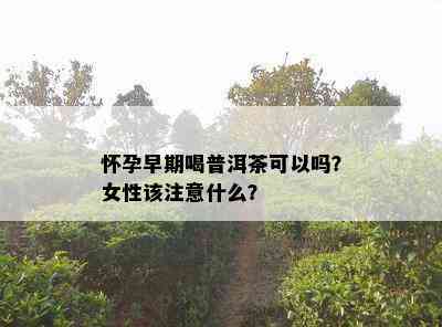 怀孕早期喝普洱茶可以吗？女性该注意什么？