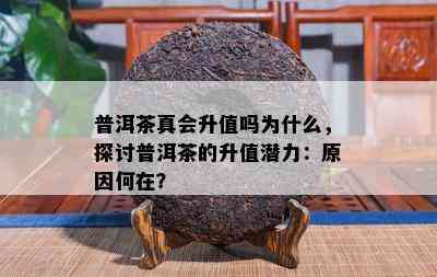 普洱茶真会升值吗为什么，探讨普洱茶的升值潜力：原因何在？