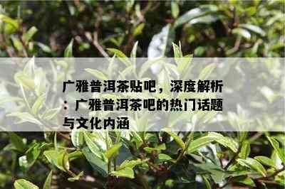 广雅普洱茶贴吧，深度解析：广雅普洱茶吧的热门话题与文化内涵