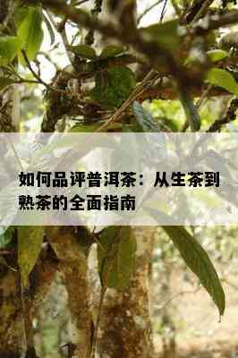 怎样品评普洱茶：从生茶到熟茶的全面指南