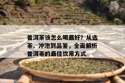 普洱茶该怎么喝更好？从选茶、冲泡到品鉴，全面解析普洱茶的更佳饮用方法