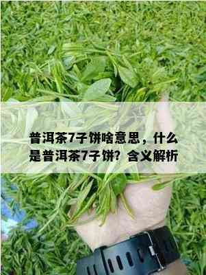 普洱茶7子饼啥意思，什么是普洱茶7子饼？含义解析