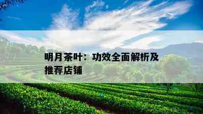 明月茶叶：功效全面解析及推荐店铺