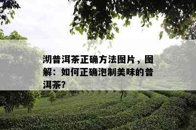 沏普洱茶正确方法图片，图解：怎样正确泡制美味的普洱茶？