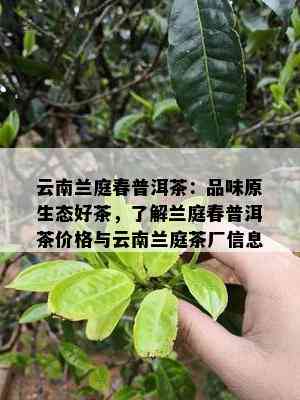 云南兰庭春普洱茶：品味原生态好茶，熟悉兰庭春普洱茶价格与云南兰庭茶厂信息