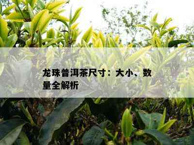 龙珠普洱茶尺寸：大小、数量全解析