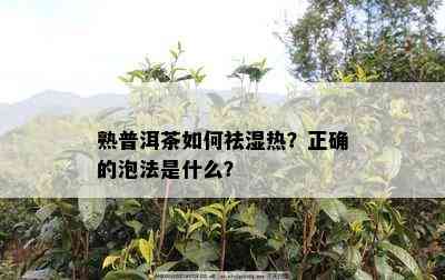 熟普洱茶怎样祛湿热？正确的泡法是什么？