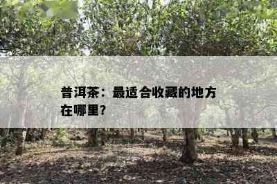 普洱茶：最适合收藏的地方在哪里？