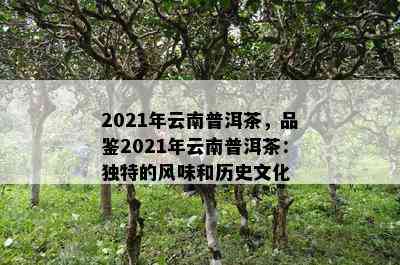 2021年云南普洱茶，品鉴2021年云南普洱茶：独特的风味和历史文化