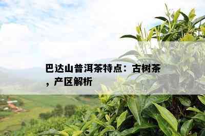 巴达山普洱茶特点：古树茶，产区解析