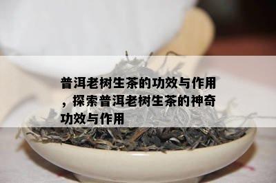 普洱老树生茶的功效与作用，探索普洱老树生茶的神奇功效与作用