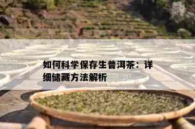 怎样科学保存生普洱茶：详细储藏方法解析