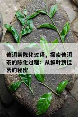 普洱茶陈化过程，探索普洱茶的陈化过程：从鲜叶到佳茗的秘密