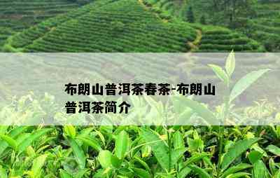 布朗山普洱茶春茶-布朗山普洱茶简介