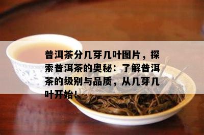 普洱茶分几芽几叶图片，探索普洱茶的奥秘：了解普洱茶的级别与品质，从几芽几叶开始！