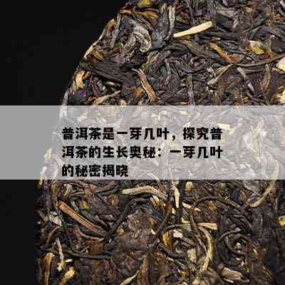 普洱茶是一芽几叶，探究普洱茶的生长奥秘：一芽几叶的秘密揭晓