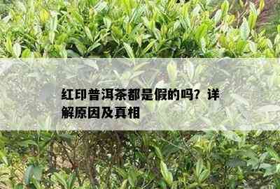 红印普洱茶都是假的吗？详解原因及真相