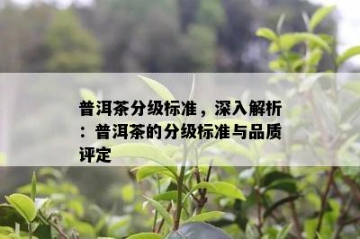 普洱茶分级标准，深入解析：普洱茶的分级标准与品质评定