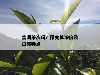 普洱茶浓吗？探究其浓度及口感特点