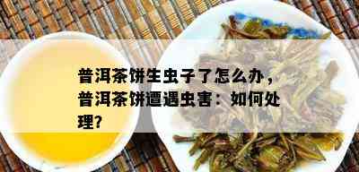 普洱茶饼生虫子了怎么办，普洱茶饼遭遇虫害：怎样解决？