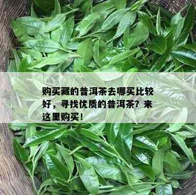 购买藏的普洱茶去哪买比较好，寻找优质的普洱茶？来这里购买！