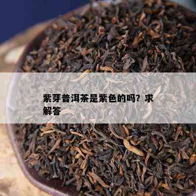 紫芽普洱茶是紫色的吗？求解答