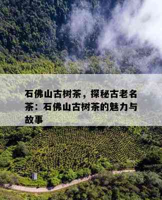 石佛山古树茶，探秘古老名茶：石佛山古树茶的魅力与故事